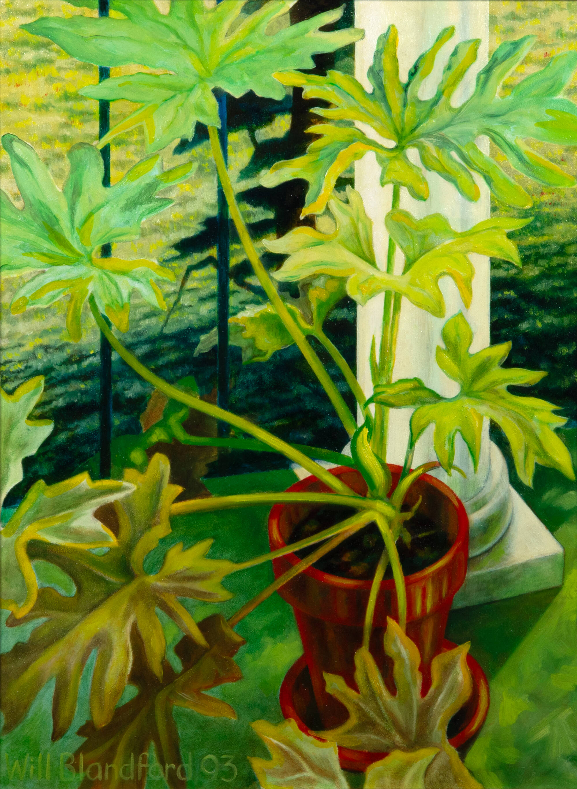 Large green fern-like plant in red clay pot on porch; heavy shadows and white column behind.